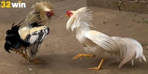 Đá Gà Cựa Dao - Thưởng Thức Phần Tranh Tài Mãn Nhãn